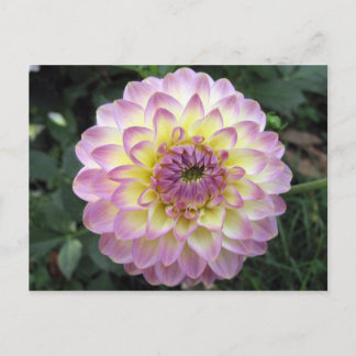 Postal Vivid Lavender Creme Dahlia