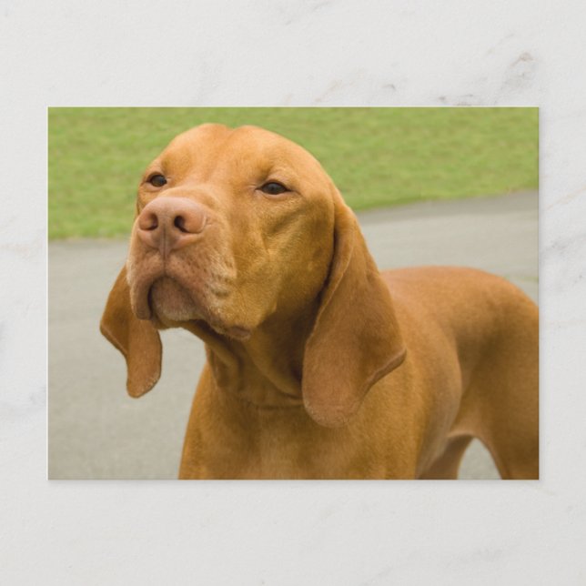 Postal Vizsla (Anverso)
