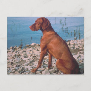 Postal Vizsla
