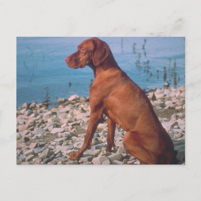 Postal Vizsla (Anverso)