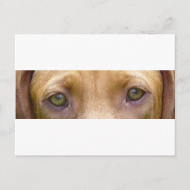 Postal vizsla eyes.png (Anverso)