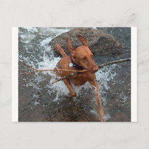 Postal Vizsla_fetching en el agua.png
