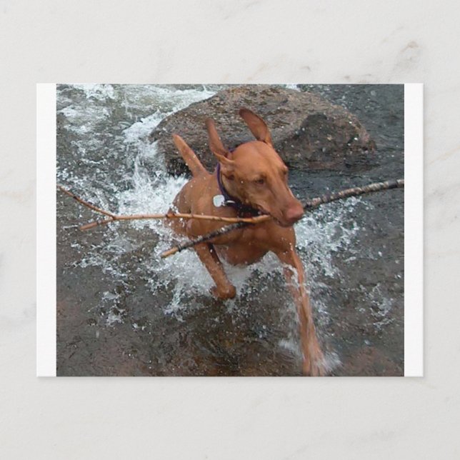 Postal Vizsla_fetching en el agua.png (Anverso)