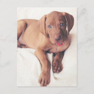 Postal Vizsla Puppy
