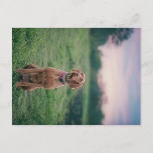 Postal vizsla session