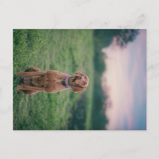 Postal vizsla session (Anverso)