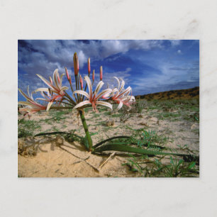 Postal Vlei Lily (Nerine Laticoma) en flor
