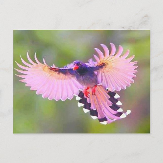 Postal vogel (Anverso)