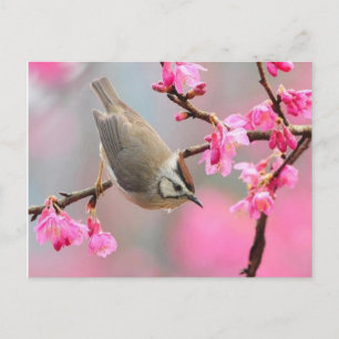 Postal vogel
