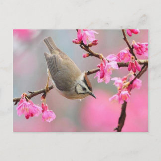 Postal vogel