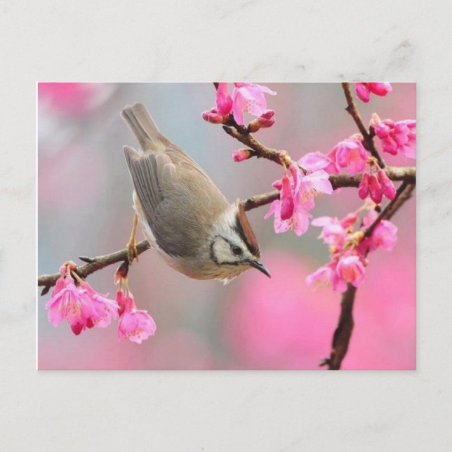 Postal vogel (Anverso)