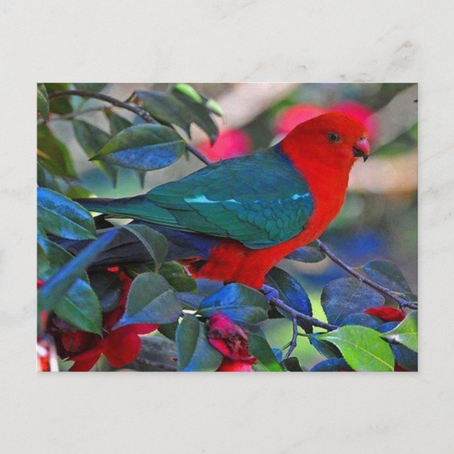 Postal vogel (Anverso)