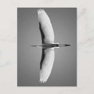 Postal Vol oiseau grandes ailes