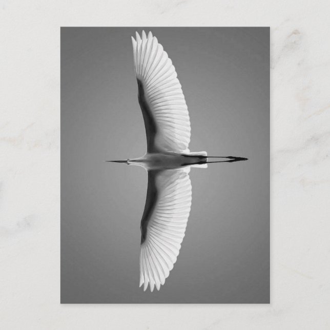 Postal Vol oiseau grandes ailes (Anverso)