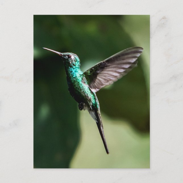 Postal voladora cubana de Emerald Hummingbird (Anverso)