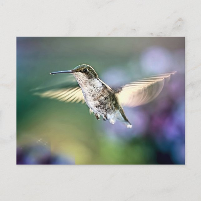 Postal Volando colibrí (Anverso)