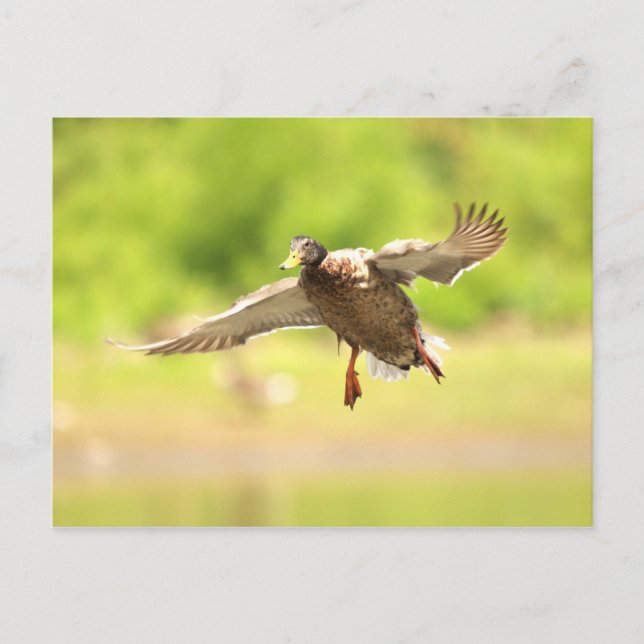 Postal Volando por (Anverso)
