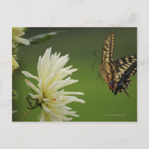 Postal Volante de la cola de toronja del Viejo Mundo