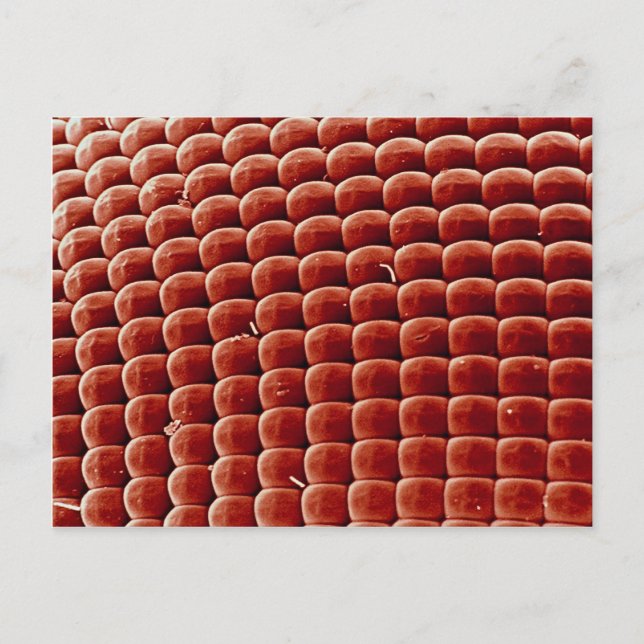 Postal Volar - ojo (Anverso)