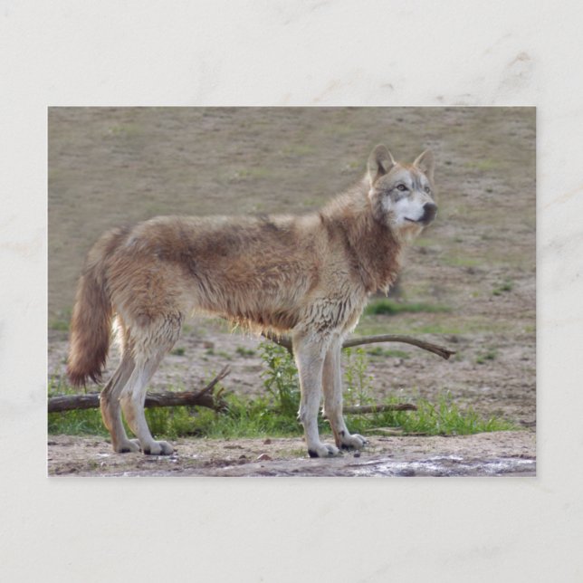 Postal Volves Gray Wolf Postcard (Anverso)