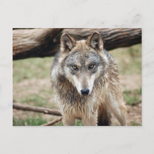 Postal Volves Gray Wolf Postcard (Anverso)