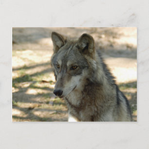Postal Volves Gray Wolf Postcard