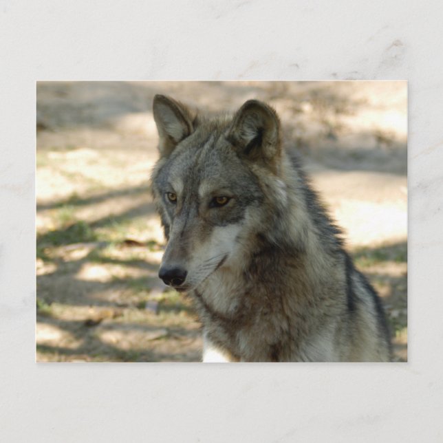 Postal Volves Gray Wolf Postcard (Anverso)