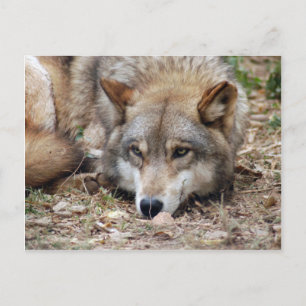 Postal Volves Gray Wolf Postcard