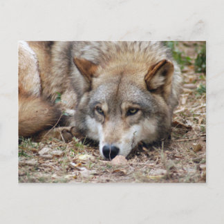 Postal Volves Gray Wolf Postcard