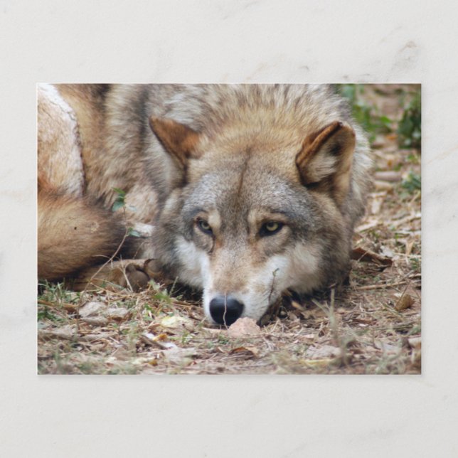 Postal Volves Gray Wolf Postcard (Anverso)
