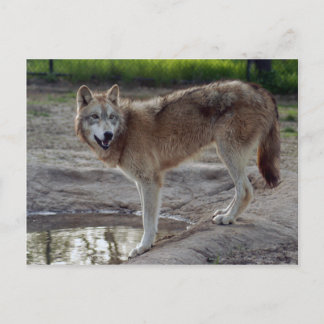 Postal Volves Gray Wolf Postcard
