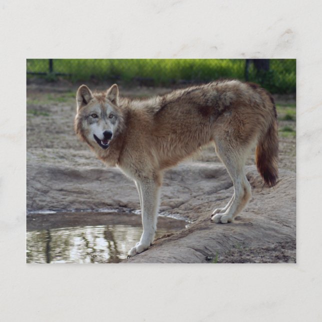 Postal Volves Gray Wolf Postcard (Anverso)