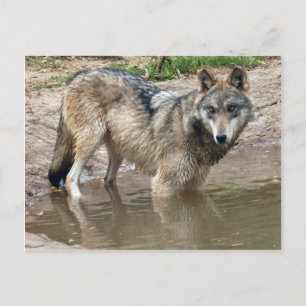 Postal Volves Gray Wolf Postcard