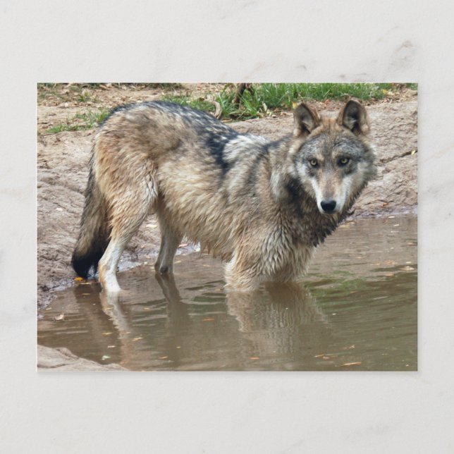 Postal Volves Gray Wolf Postcard (Anverso)