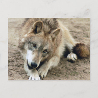 Postal Volves Gray Wolf Postcard