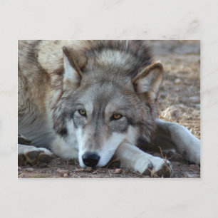 Postal Volves Gray Wolf Postcard