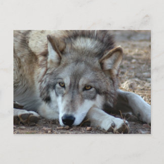 Postal Volves Gray Wolf Postcard