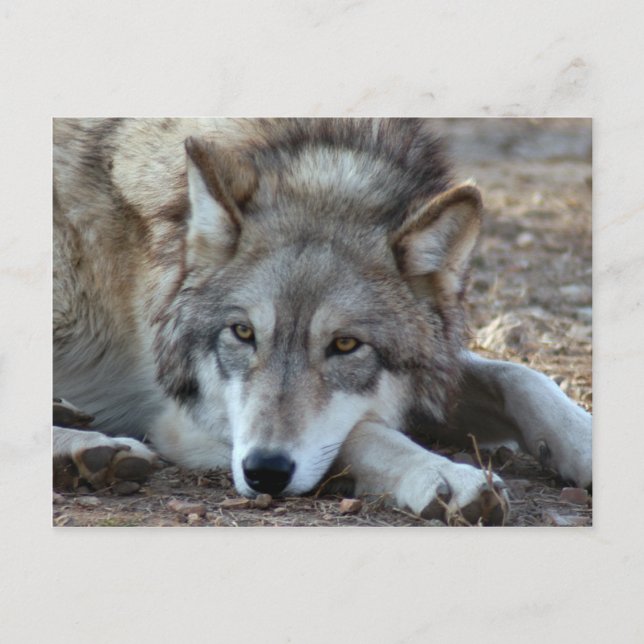 Postal Volves Gray Wolf Postcard (Anverso)