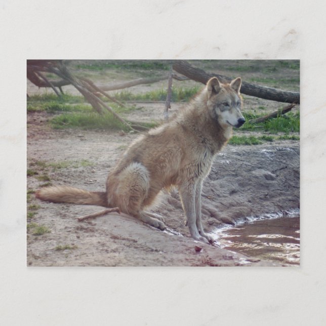 Postal Volves Gray Wolf Postcard (Anverso)