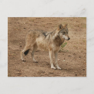 Postal Volves Gray Wolf Postcard