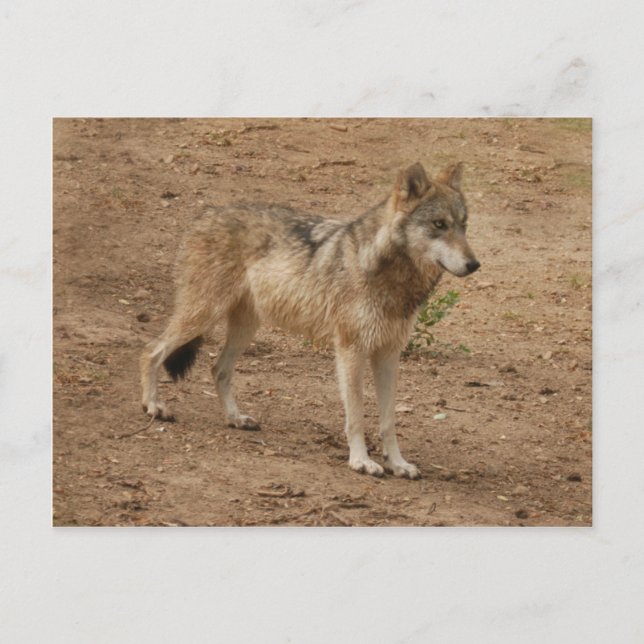 Postal Volves Gray Wolf Postcard (Anverso)