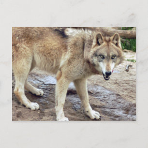 Postal Volves Gray Wolf Postcard