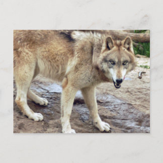 Postal Volves Gray Wolf Postcard
