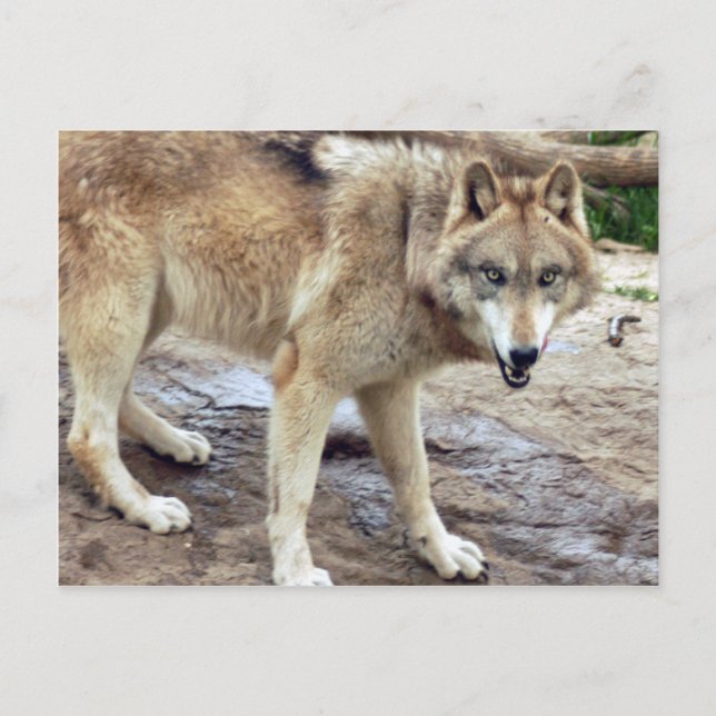 Postal Volves Gray Wolf Postcard (Anverso)