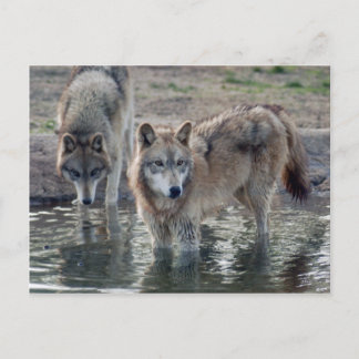 Postal Volves Gray Wolf Postcard