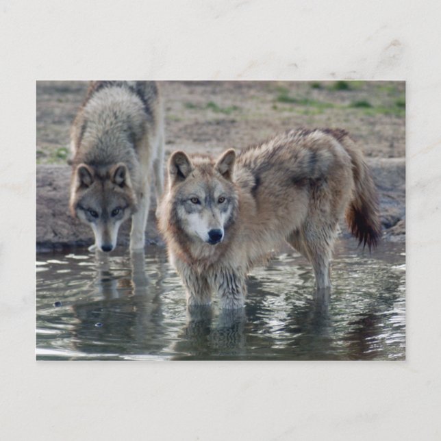 Postal Volves Gray Wolf Postcard (Anverso)