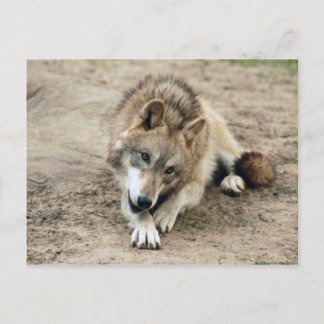 Postal Volves Gray Wolf Postcard