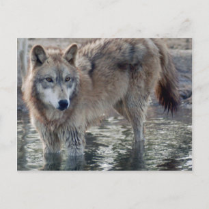 Postal Volves Gray Wolf Postcard