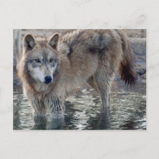 Postal Volves Gray Wolf Postcard
