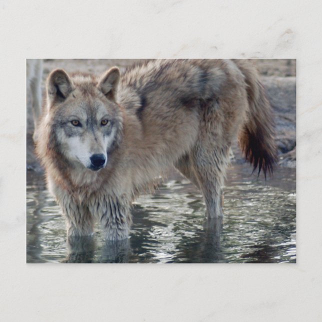 Postal Volves Gray Wolf Postcard (Anverso)